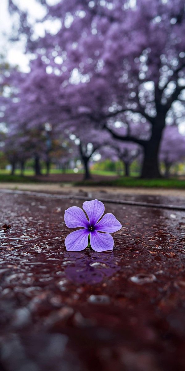 notebook_nature's tweet image. 