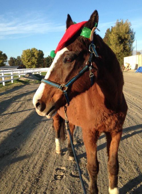 AprilWheeler5's tweet image. @GloriousAllianc Smoothie wore a Melon Hat to cool him down in the heat, he wore a Krispy Kreme hat when he ran the Mare Coffee Pagoda, wore an Uncle Sam hat on July 4th &amp;amp; proudly wore an elf hat for Christmas! 😍❤️ #SmoothieSunday