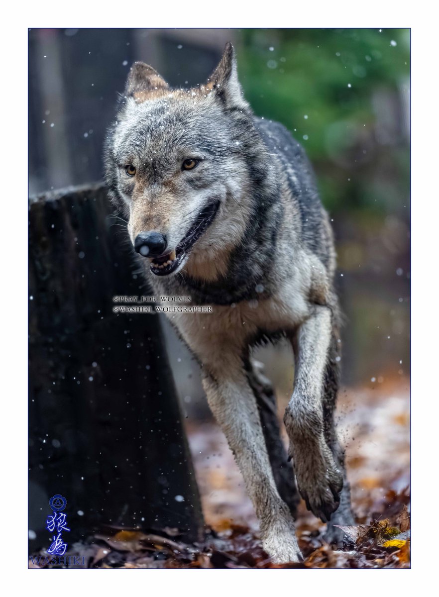 WASHIKI🐺🌊WolfGrapher (@pray_for_wolves) / Posts / X