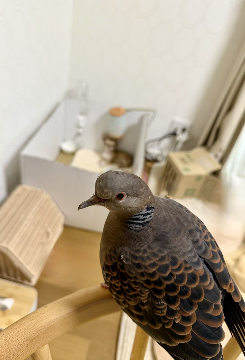 tocox's tweet image. 今日も糸ちゃんと寝室で過ごしました。
そこへ  #チワワ  のこよりが登場！

私にじゃれるこよりを見て、糸ちゃん何度も目の前に飛んでおりてきました。

1羽と1匹が寄り添って過ごす日が楽しみ𖤐⸒⸒( ᐢ o̴̶̷̤ ﻌ o̴̶̷̤ ᐢ )𖤐⸒⸒

↓お迎えした翌日。遠い！  #キジバト