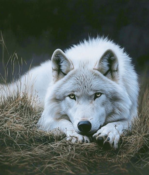 wolfempiree's tweet image. Good morning