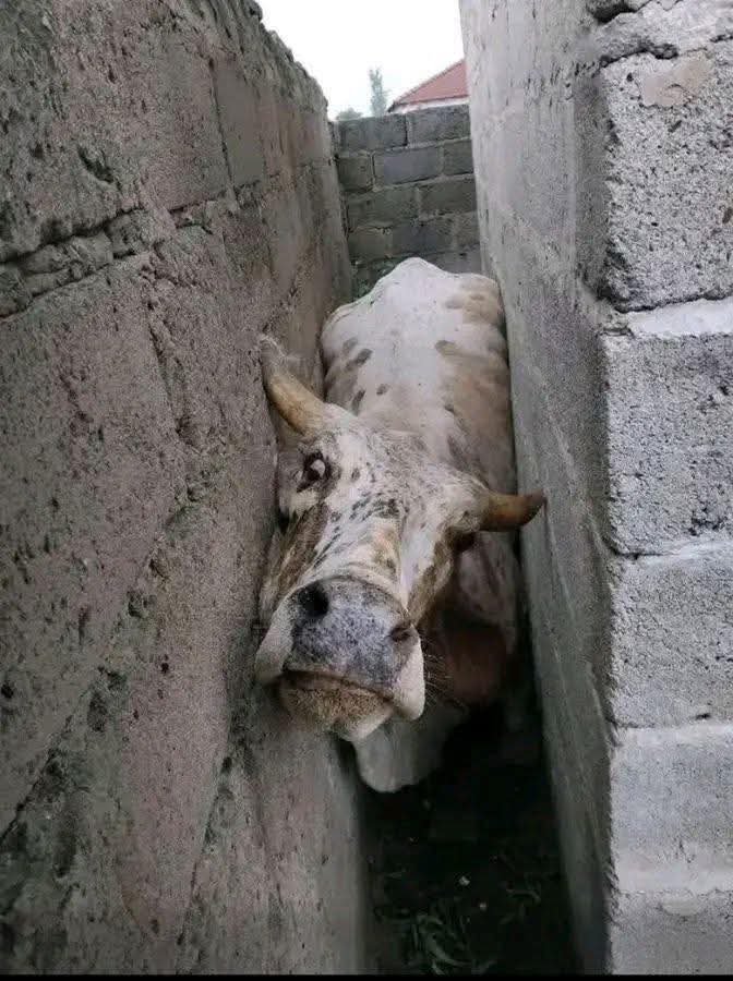 _fivefeetsomn's tweet image. access bank yesterday in the hands of Nigerians: