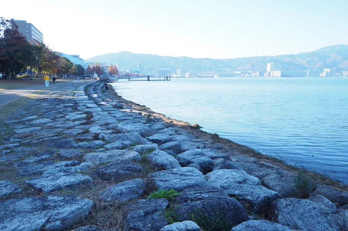 琵琶湖と街路樹 義仲寺の捕まってる亀、頭だけ隠れてる亀