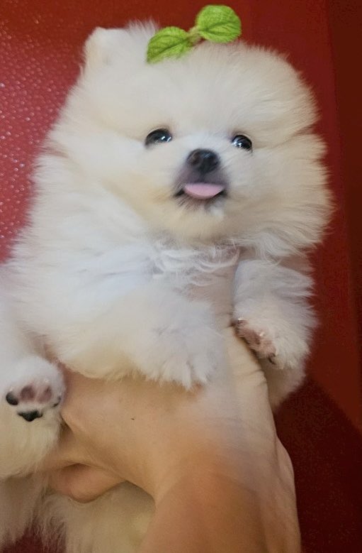 aimyon_gnu's tweet image. あいみょん9周年おめでとう✨
毎日あいみょんのおかげで幸せだよ🥰
あいみょんのことが好きすぎて、新しい家族を双葉って命名したよ🌱可愛く揺れてるよ🌱
新しい髪型も最高！！
10年目も全力で追いかけるぞー🩵
これからもよろしくね🤍
@aimyonGtter #あいみょん
#あいみょん9周年おめでとうサンキ湯