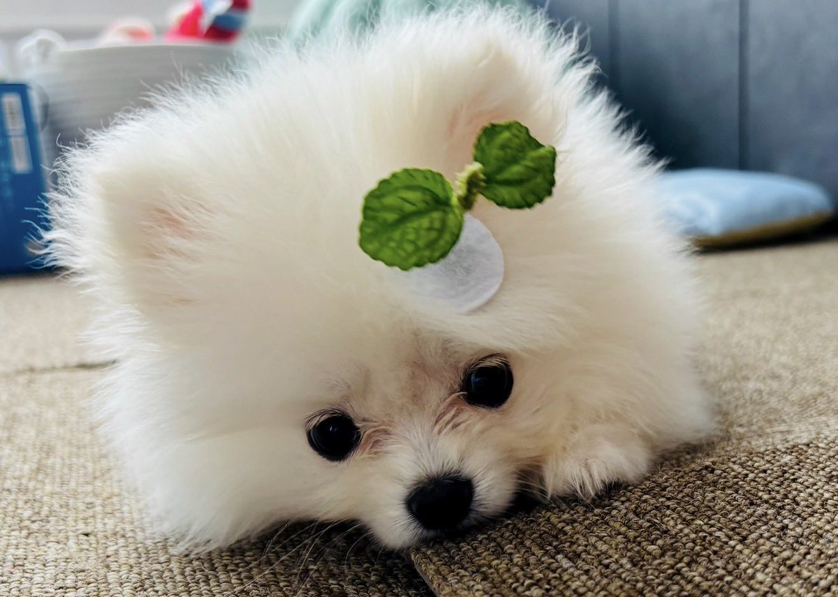 aimyon_gnu's tweet image. あいみょん9周年おめでとう✨
毎日あいみょんのおかげで幸せだよ🥰
あいみょんのことが好きすぎて、新しい家族を双葉って命名したよ🌱可愛く揺れてるよ🌱
新しい髪型も最高！！
10年目も全力で追いかけるぞー🩵
これからもよろしくね🤍
@aimyonGtter #あいみょん
#あいみょん9周年おめでとうサンキ湯