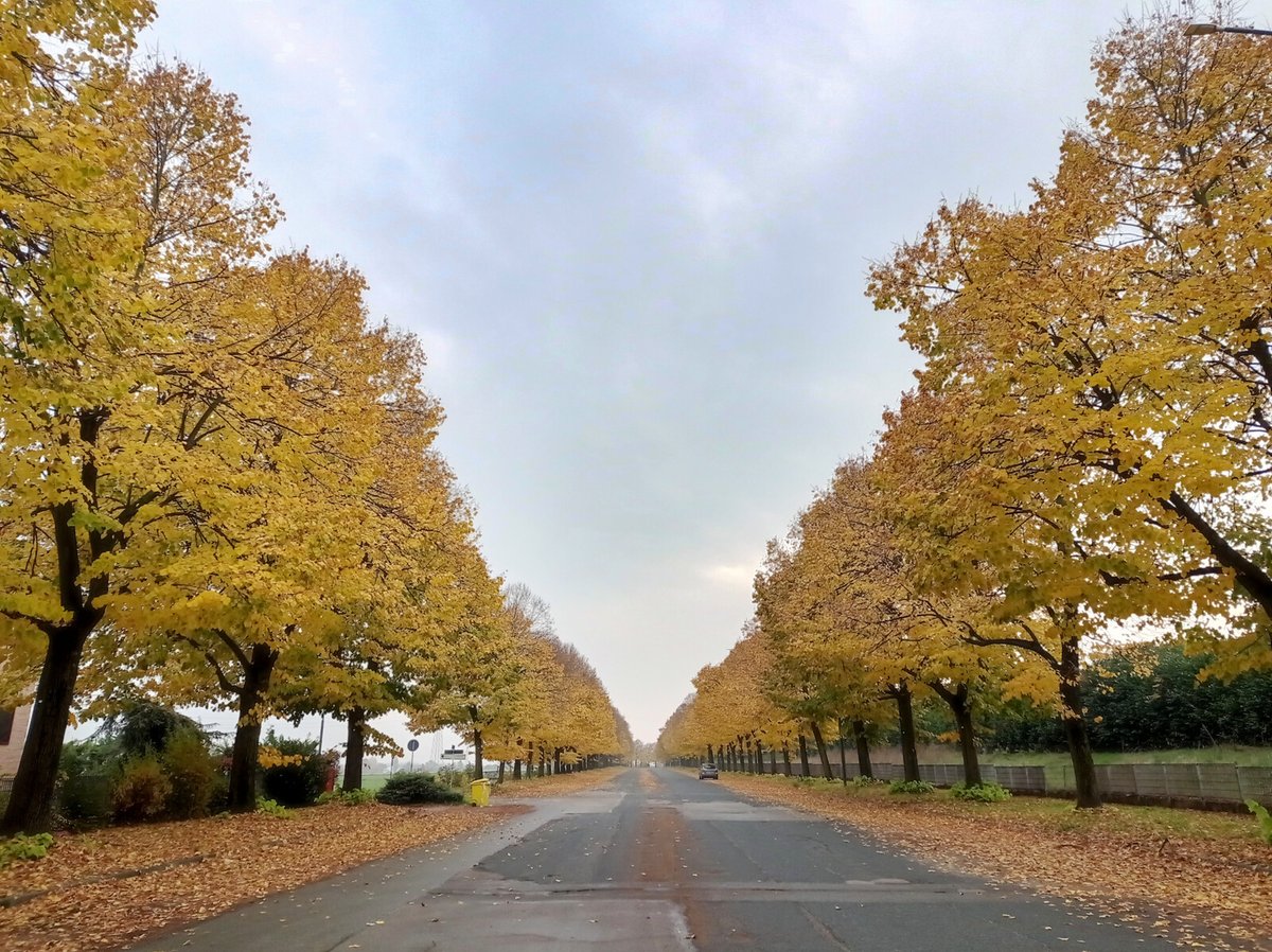 luca_bergamasco's tweet image. Some #AutumnVibes left. #tree #TreeClub #TheRoad