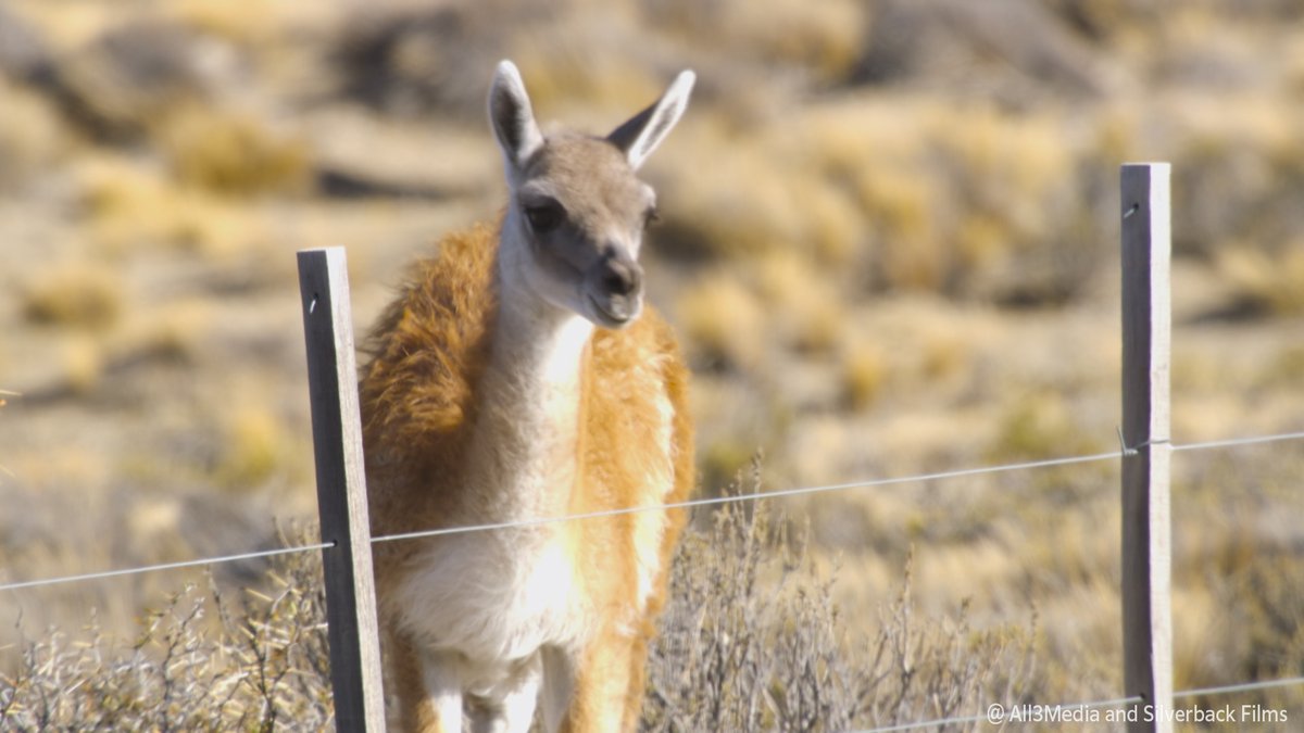 ダーウィンが来た! 4MQGQY5GWL-