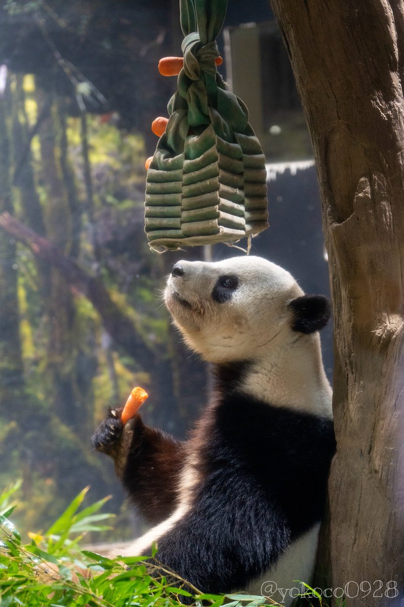 よここ🐼 (@yokoco0928) / Posts / X