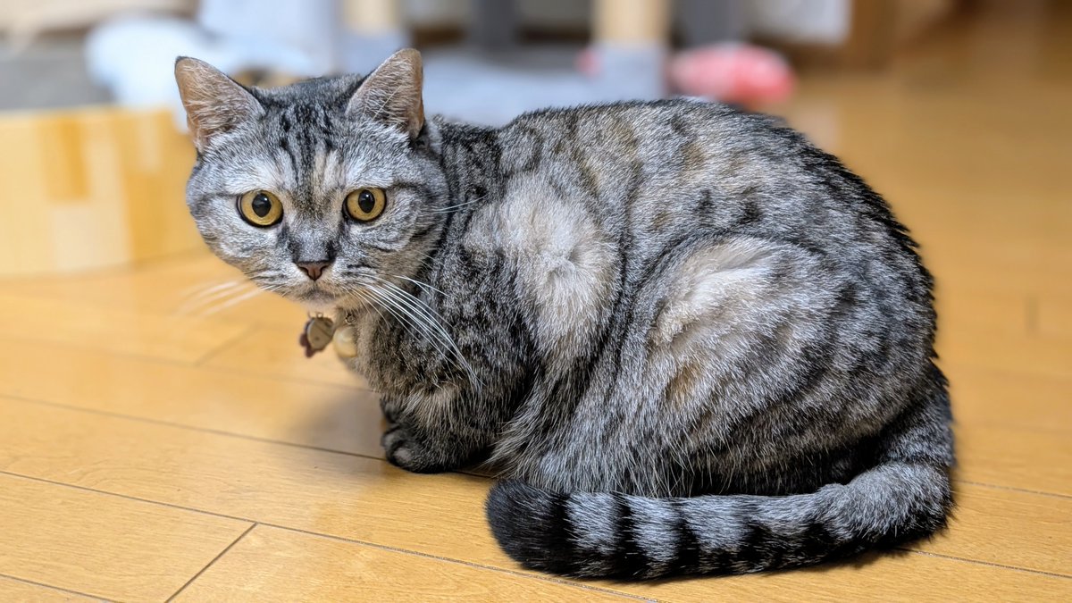 ねこさん⚡(ΦωΦ) (@catnap707) / Posts / X