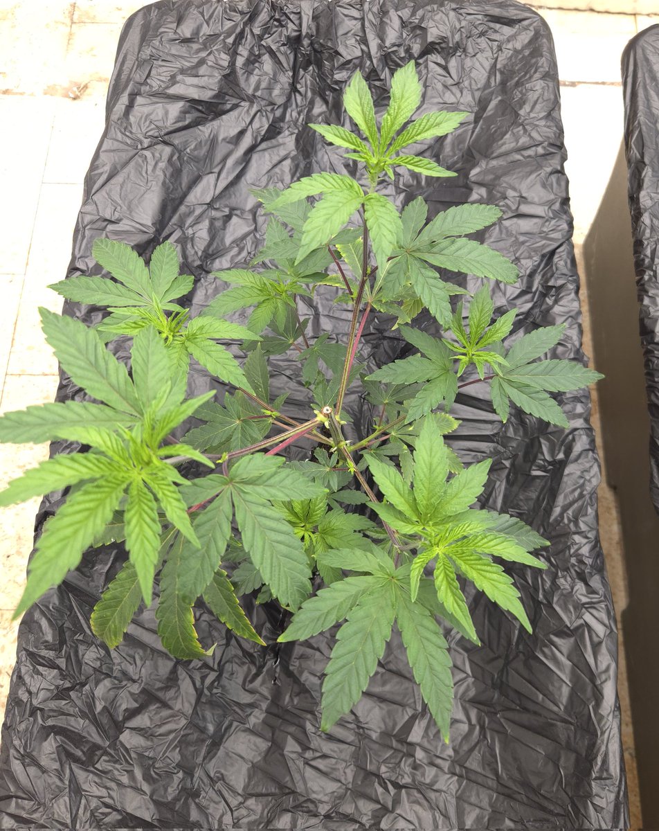 kclightup's tweet image. Plants are looking 👌 this morning. Tomorrow the @irvineseedco and @breeder_j Blueberry Spider clone will be here and that will be the next addition to this run. 
#growyourown #fuckcancer #GetScreened