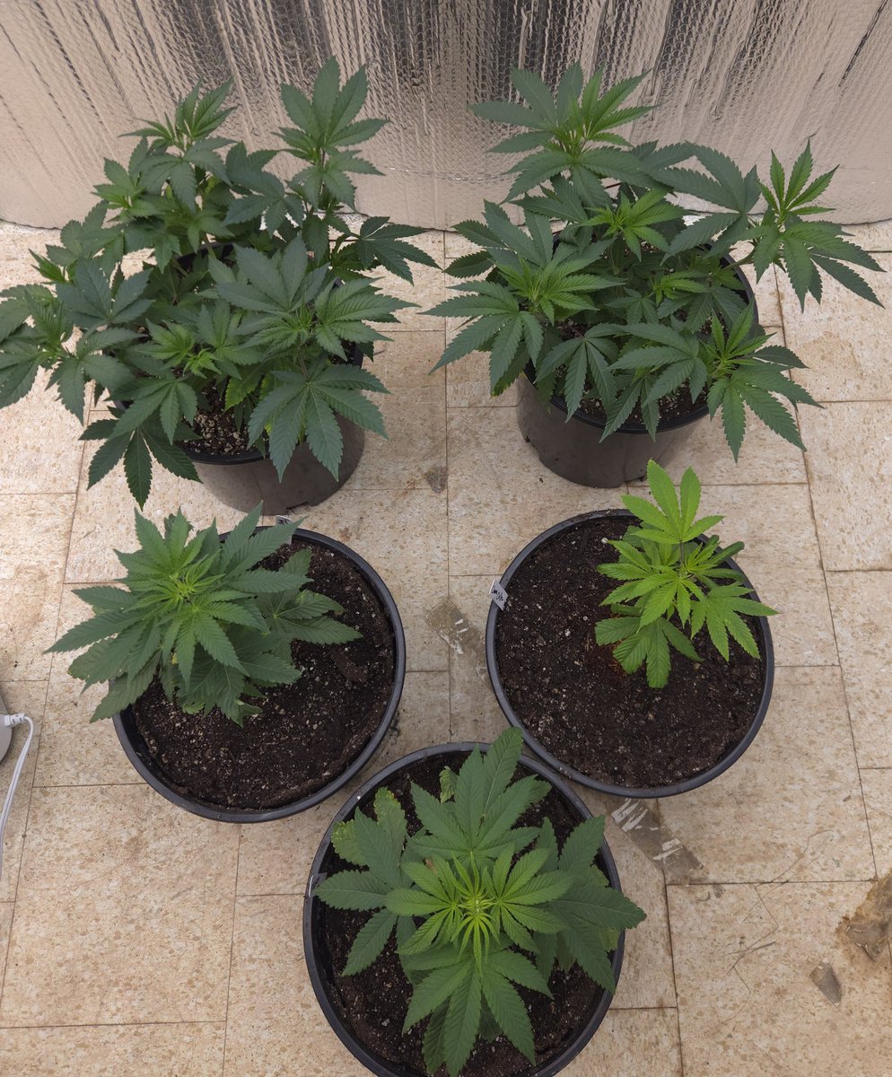 kclightup's tweet image. Plants are looking 👌 this morning. Tomorrow the @irvineseedco and @breeder_j Blueberry Spider clone will be here and that will be the next addition to this run. 
#growyourown #fuckcancer #GetScreened