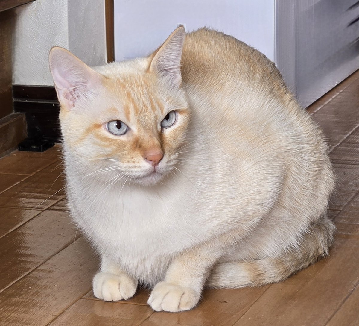 dolphinkicks's tweet photo. 母宅ムギくん🌾🌾今日も元気!🤭
#ねこ #ねこすたぐらむ #ねこのいる生活 #ねこ写真 #ムギくん #猫 #猫スタグラム #猫のいる暮らし #猫写真 #cats #catlover #catstagram #catlife #dolphinkicks #sunnyday
https://t.co/FVMX10TocR https://t.co/hP9aBy2BZC