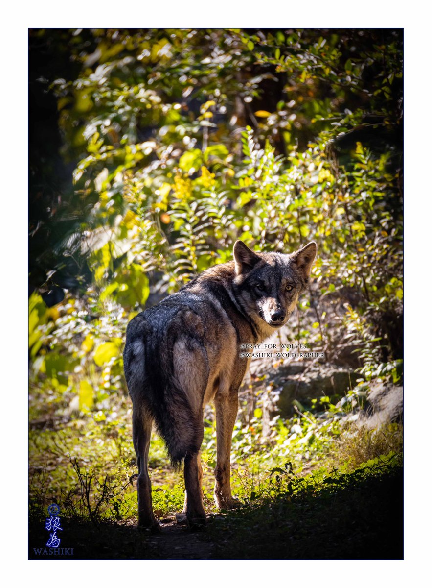 原画 狼 #104 原画 狼 #104 原画 狼 #104 原画 狼 #104 Highlights by 群青狼