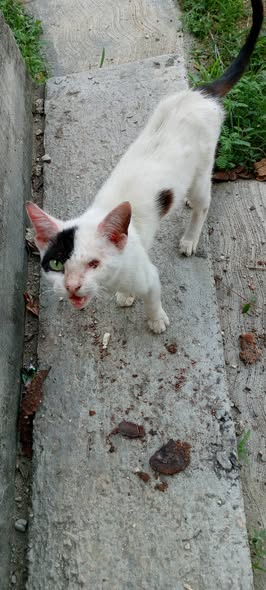 A64029345's tweet photo. *ESTÁ  GATITA TIENE* *COMO  6  MESES,* *NECESITA  UN  HOGAR,* *URGENTEMENTE*  PERDIÓ  UN  OJITO  Y  VIVE  EN  LA  CALLE, .
POR  FAVOR   ALGUIEN QUE  LA  PUEDA ADOPTAR,  CON  UN  SOLO  OJITO  ESTÁ  MÁS  I
*Se  encuentra   en* *VALENCIA  EDO.* *CARABOBO. CERCA  A  LAPLAZA  DE TOROS https://t.co/0Tri59psKT
