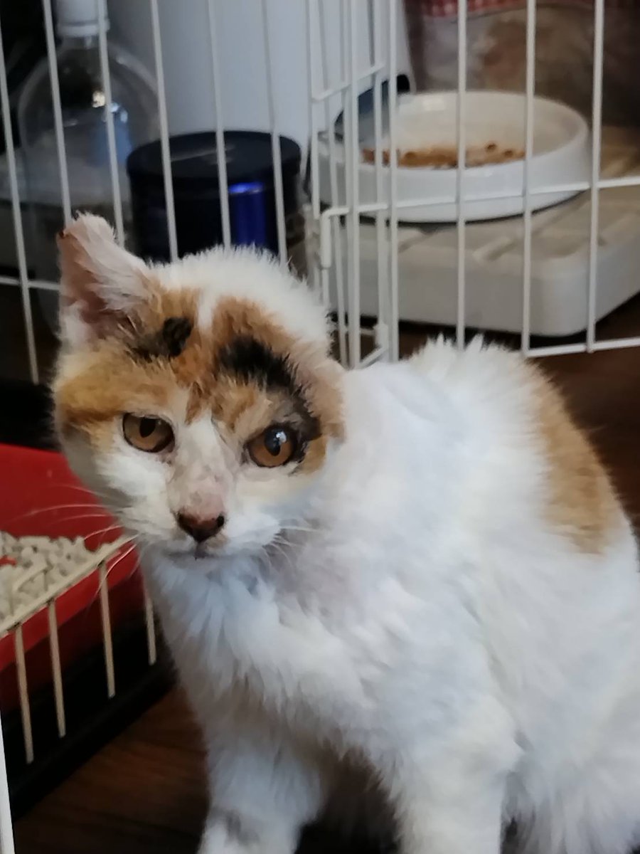 にゃー(飼い猫) (@Fl7m5NyhLHBzLcv) / Posts / X