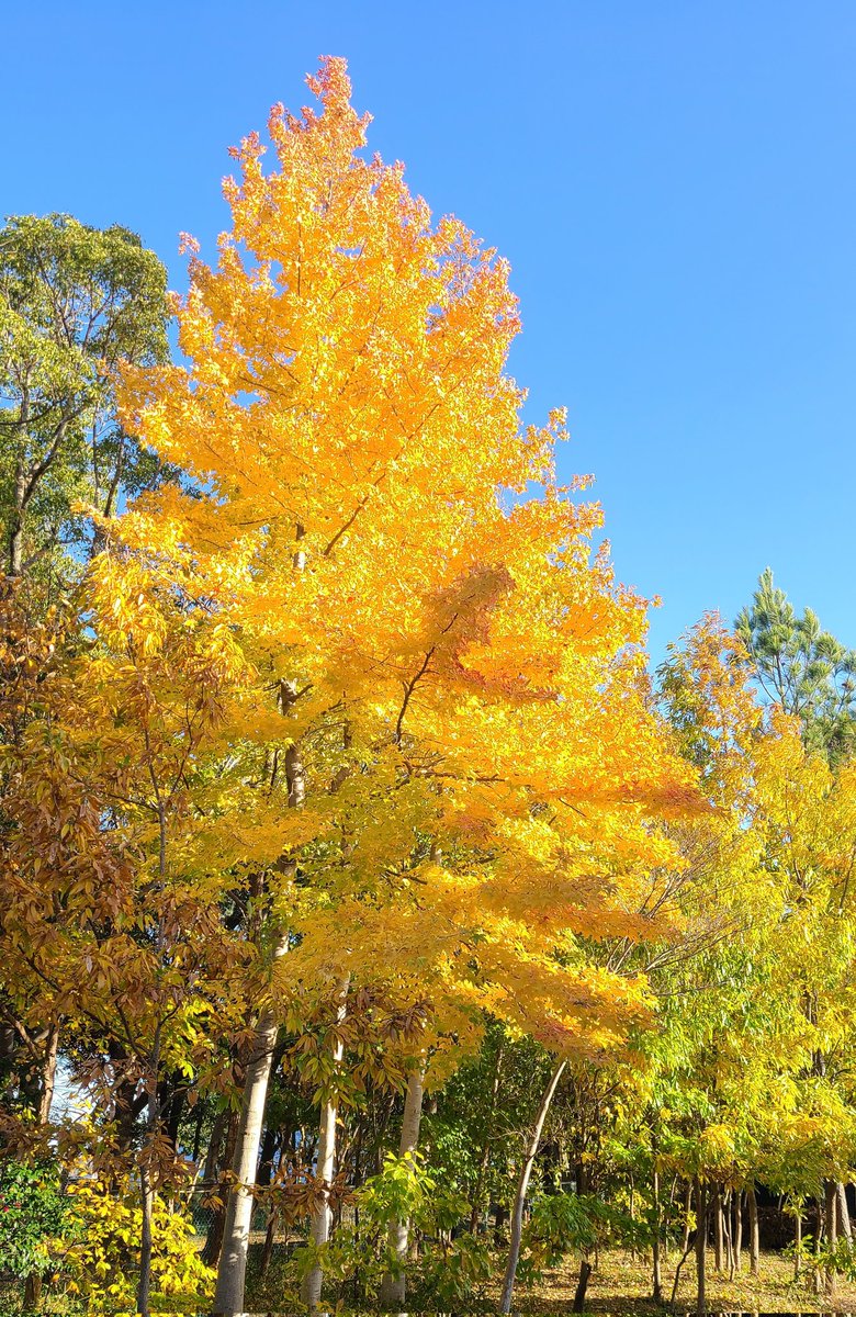 見事な銀杏並木✨️ 平日に来たかったな #県立農林環境専門職大学