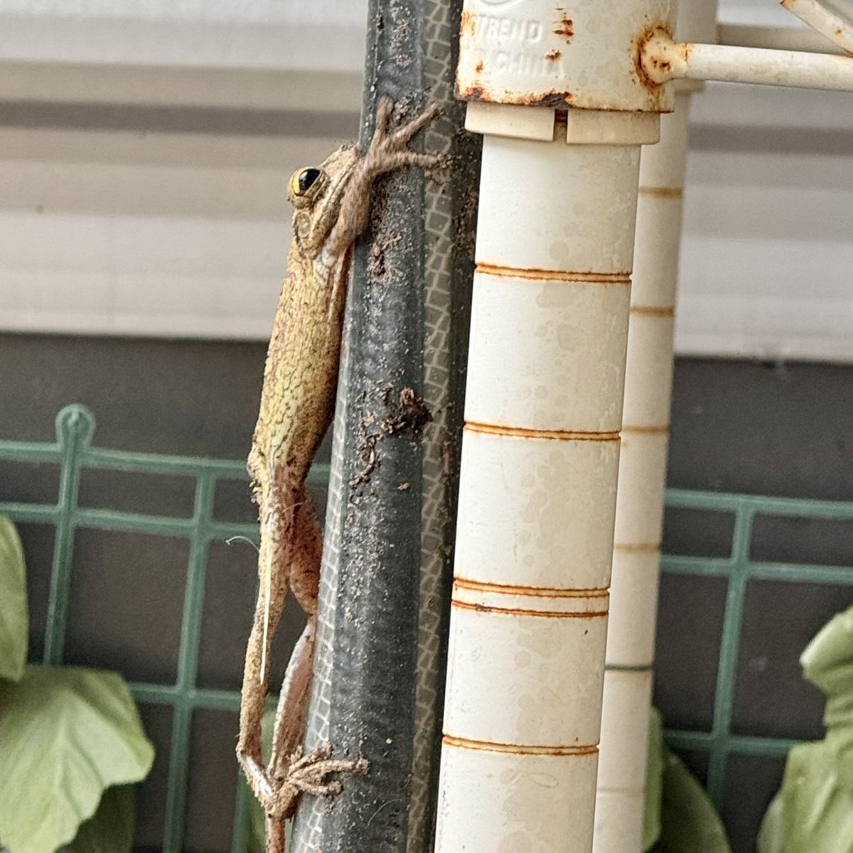 coni_perry's tweet image. Mowing put this creeper on the move. FYI these are an INVASIVE species &amp;amp; they kill off natives. Plus...I hate their gross little sticky toes. 😂 It&apos;s a Cuban Treefrog #treefrog #floridalife #invasiveapecies #oakhillchronicles
