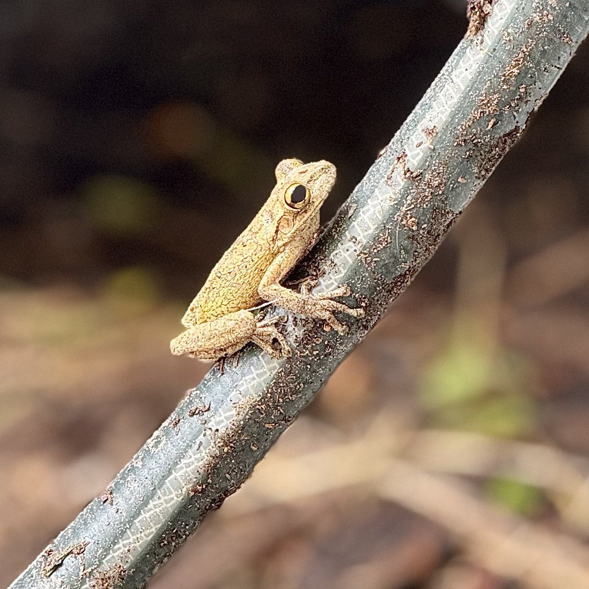 coni_perry's tweet image. Mowing put this creeper on the move. FYI these are an INVASIVE species &amp;amp; they kill off natives. Plus...I hate their gross little sticky toes. 😂 It&apos;s a Cuban Treefrog #treefrog #floridalife #invasiveapecies #oakhillchronicles