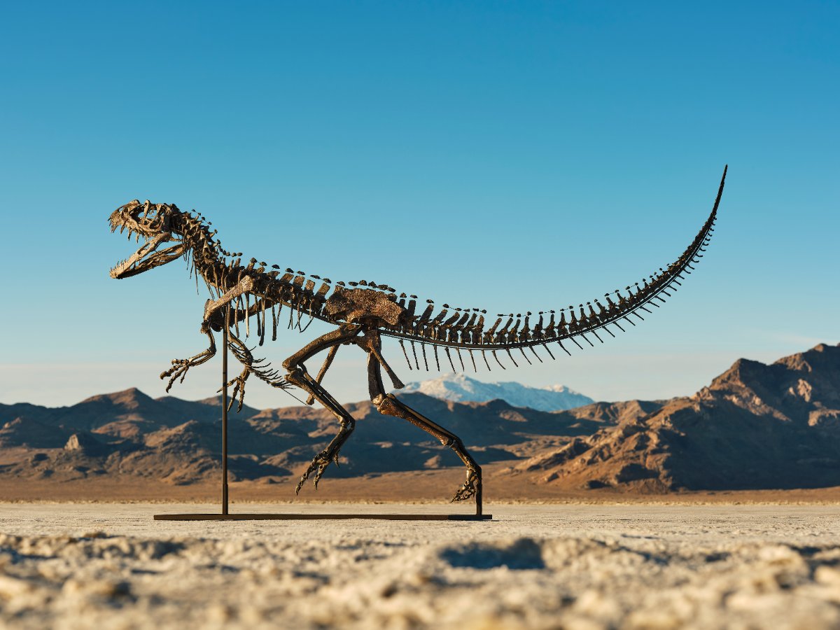 EarthArchivesHQ's tweet image. Billionaires are snapping up dinosaur skeletons — but should prehistoric fossils be for sale at all?

spearswms.com/luxury/art-cul…

#fossils #paleontology