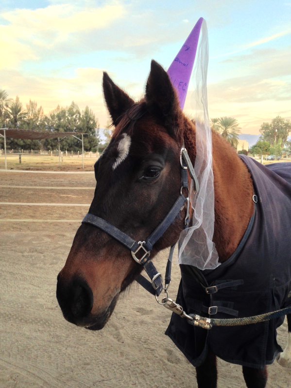 AprilWheeler5's tweet image. @GloriousAllianc Glory loved wearing hats!  My fave  is her Purple Princess Hat! Looking stylish in a Fascinator! Wearing K&apos;s Del Mar Hat &amp;amp; she told us that it looked better on her than K! 🤭Stepping into the Christmas Season she really loved her reindeer hat!😍 #GloriousSunday