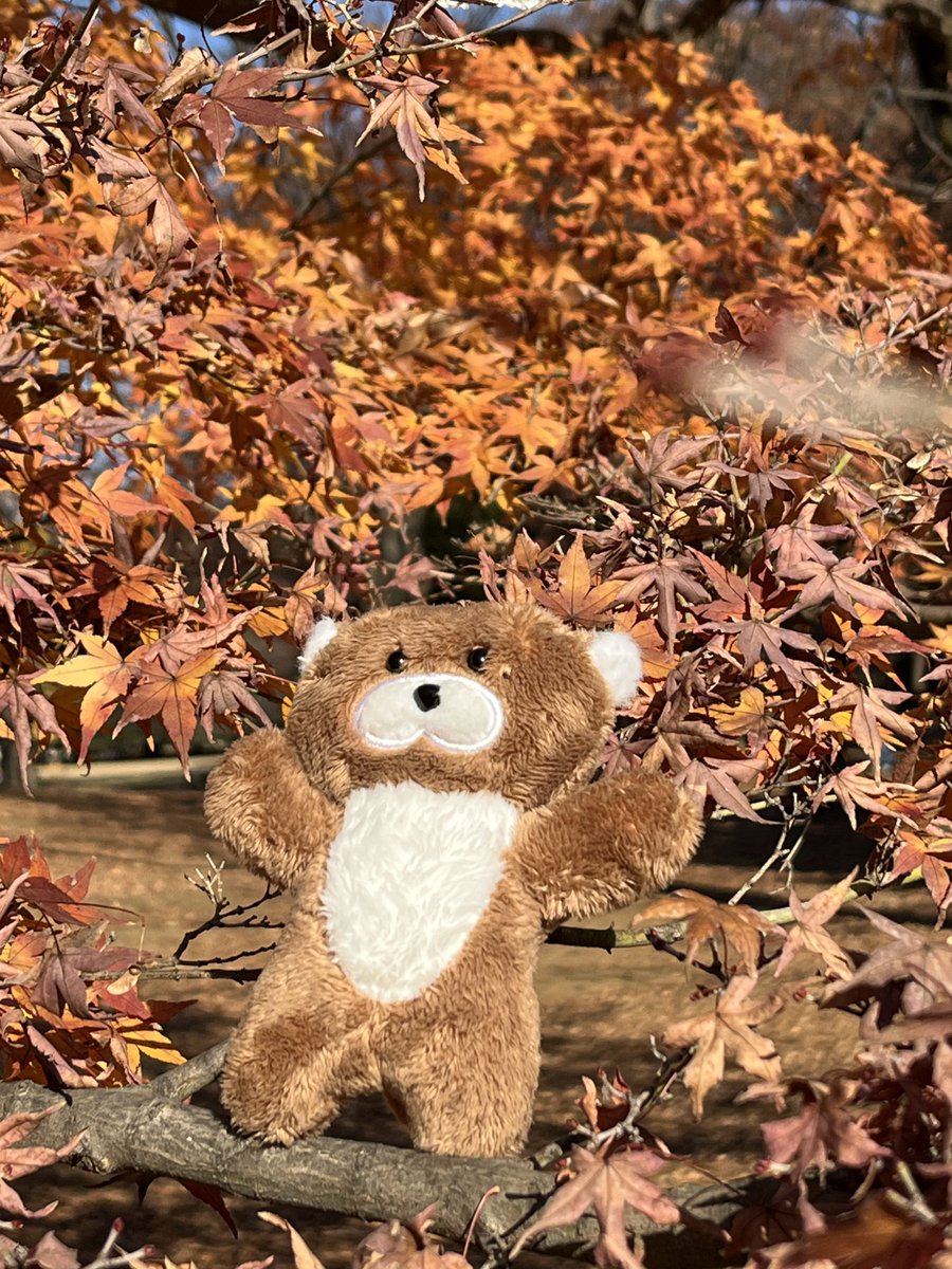 dalring with autumn 🍂