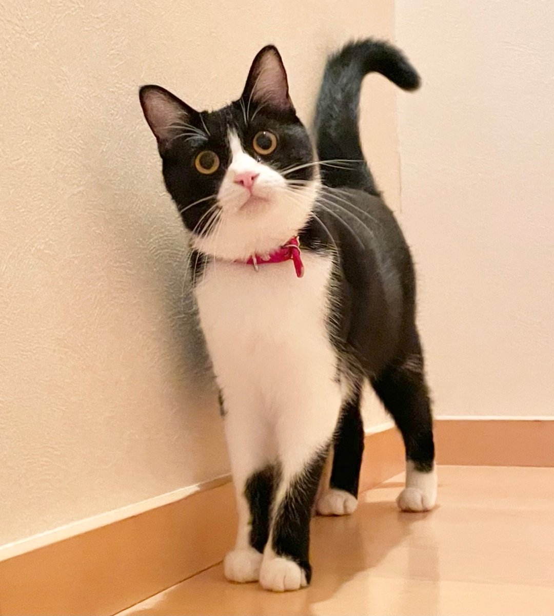 NonSmokingRider加藤 (@g9yq7O23g0eTlae) / Posts / X