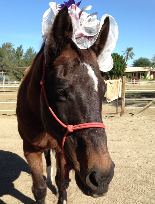 AprilWheeler5's tweet image. @GloriousAllianc Glory loved wearing hats!  My fave  is her Purple Princess Hat! Looking stylish in a Fascinator! Wearing K&apos;s Del Mar Hat &amp;amp; she told us that it looked better on her than K! 🤭Stepping into the Christmas Season she really loved her reindeer hat!😍 #GloriousSunday