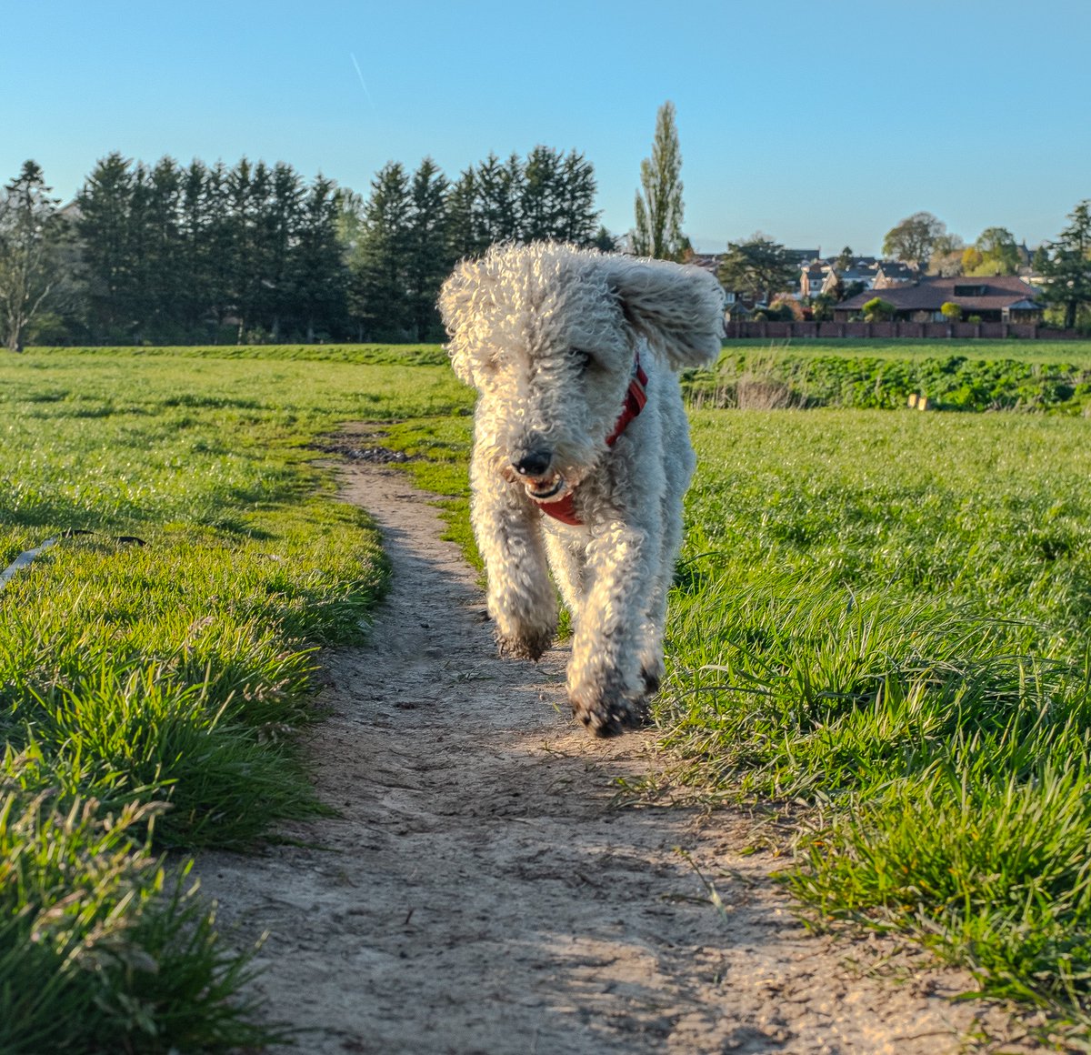 JonLonOne's tweet photo. @bbcsml  here’s Ronnie, our Bedlington terrier enjoying the autumn sunshine https://t.co/M5vvjD4Q6d