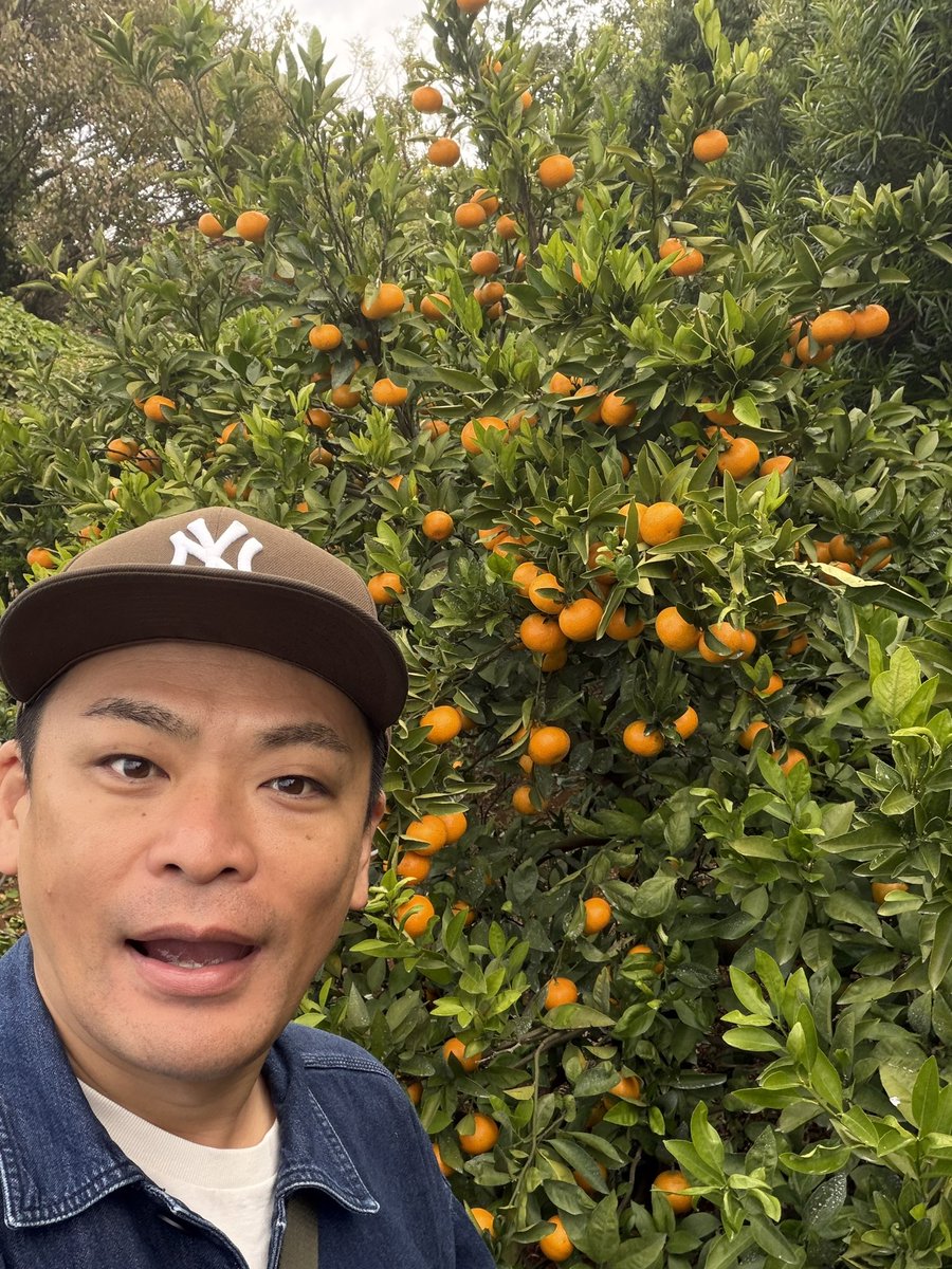 今日は仕事休みやったけんが、知り合いのみかん畑にみかん狩りに行って