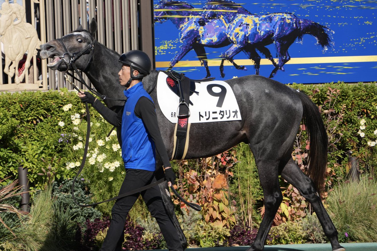 2025.11.30 #東京競馬場 東京6R 2歳新馬 #トリニタリオ くん #丹内祐次