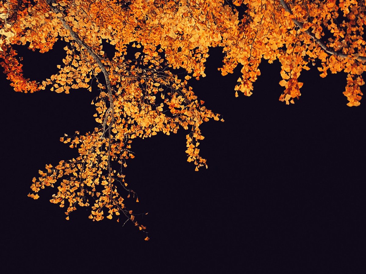 中津の満月イチョウ
#streetphotography #xperia #xperiaproi #徳島 #スナップ写真