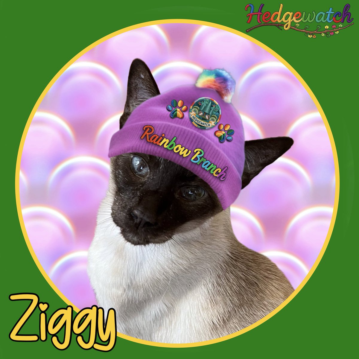 ✨Dear friends, please welcome Ziggy <a href="/cat22t/">Sally with Ziggy🤎🌈19/11/25 & Tika🩶</a> to the #Hedgewatch #RainbowBranch. 
Ziggy is now watching heavenly hedges with furriends old and new at the #rainbowbridgeallotments. 🌈🌳
Always loved, never forgotten. 
Run free dear friend, until we meet again. 🌈💔🐾