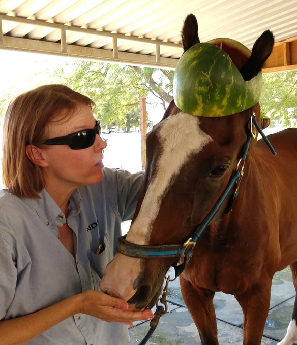 AprilWheeler5's tweet image. @GloriousAllianc Smoothie wore a Melon Hat to cool him down in the heat, he wore a Krispy Kreme hat when he ran the Mare Coffee Pagoda, wore an Uncle Sam hat on July 4th &amp;amp; proudly wore an elf hat for Christmas! 😍❤️ #SmoothieSunday
