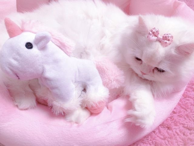 ming9ooo's tweet image. 💕💗💖💓💞💝💘🌸🌷🎀🌺🩷👛