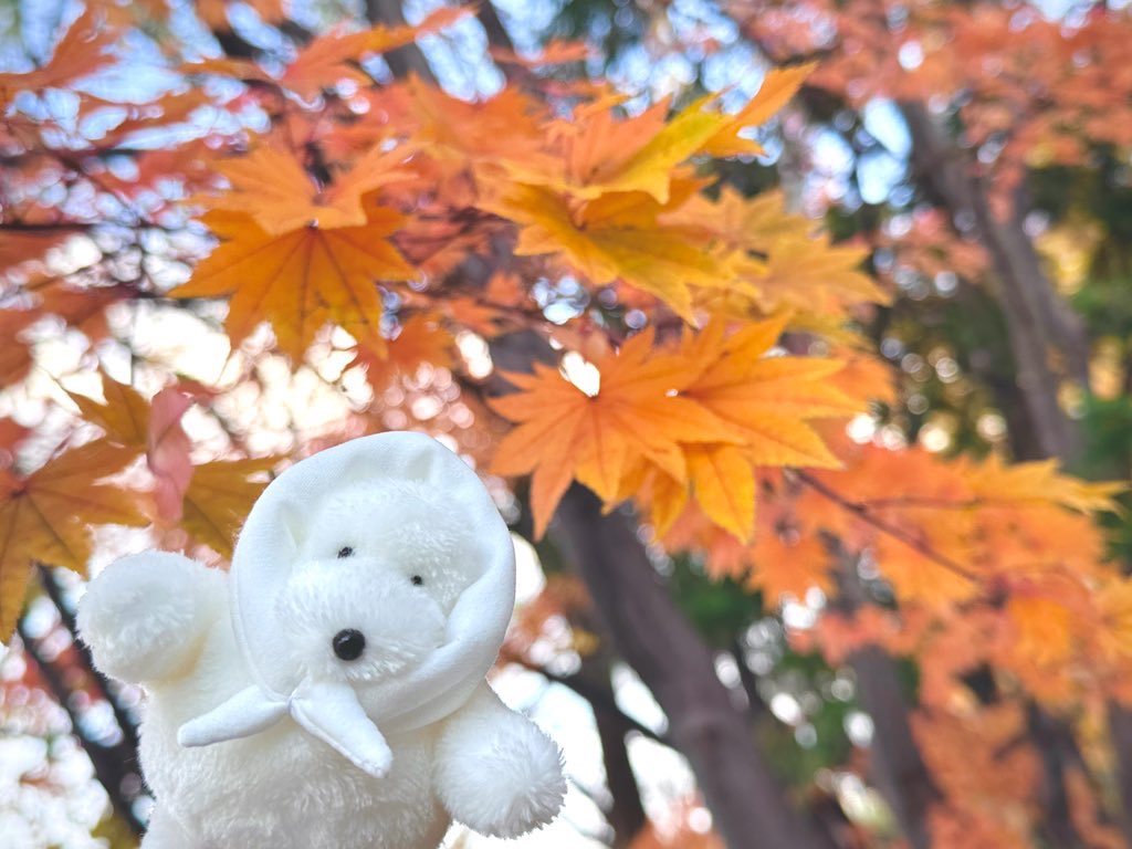 micare_k's tweet photo. あきのおもいで🍁🍂

手が悴むのも楽しかったね https://t.co/B2chCqcyXI