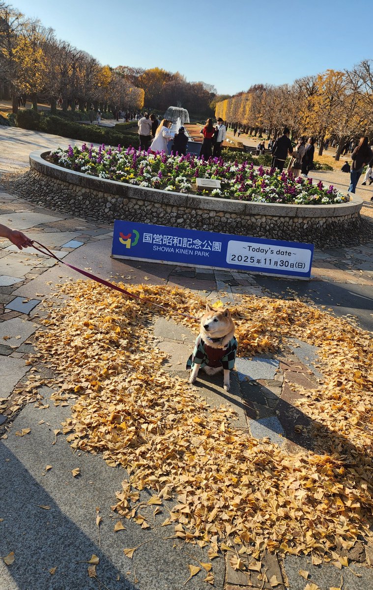 茶々丸様 茶々丸Tシャツ – GoodsFy