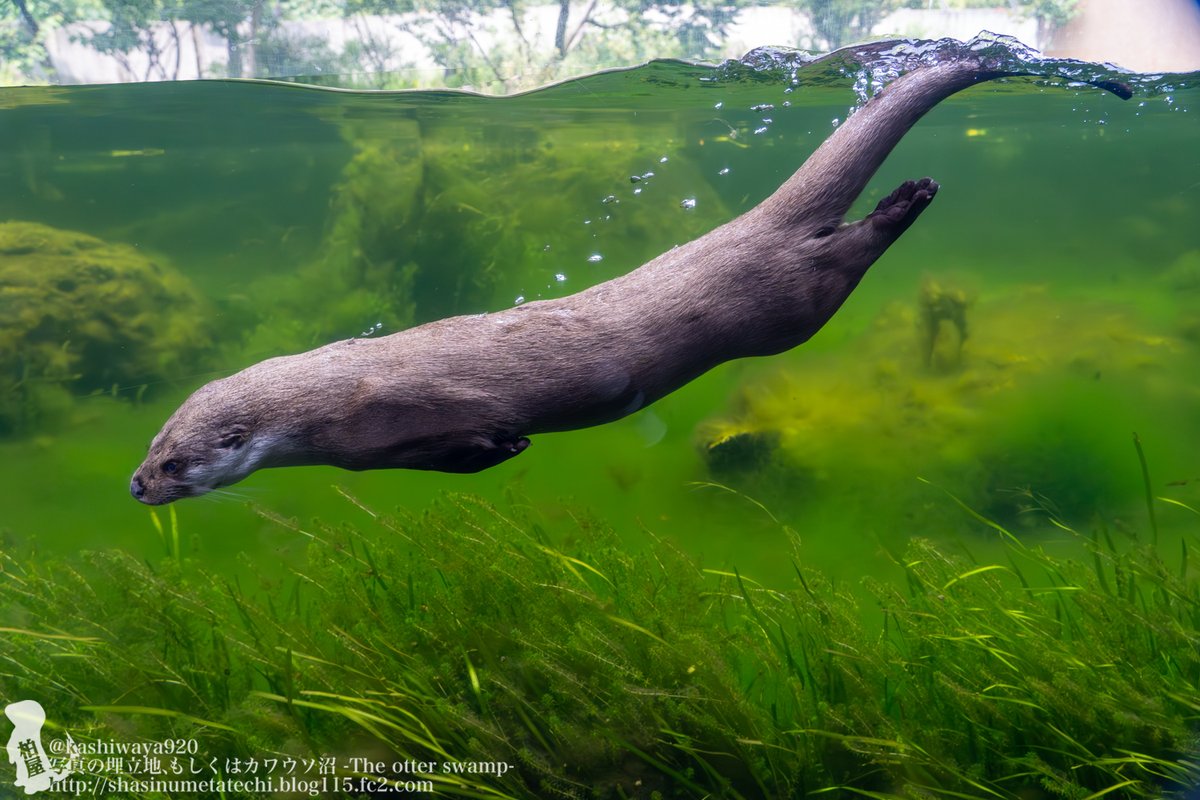 カシワヤ (@kashiwaya920) / Posts / X