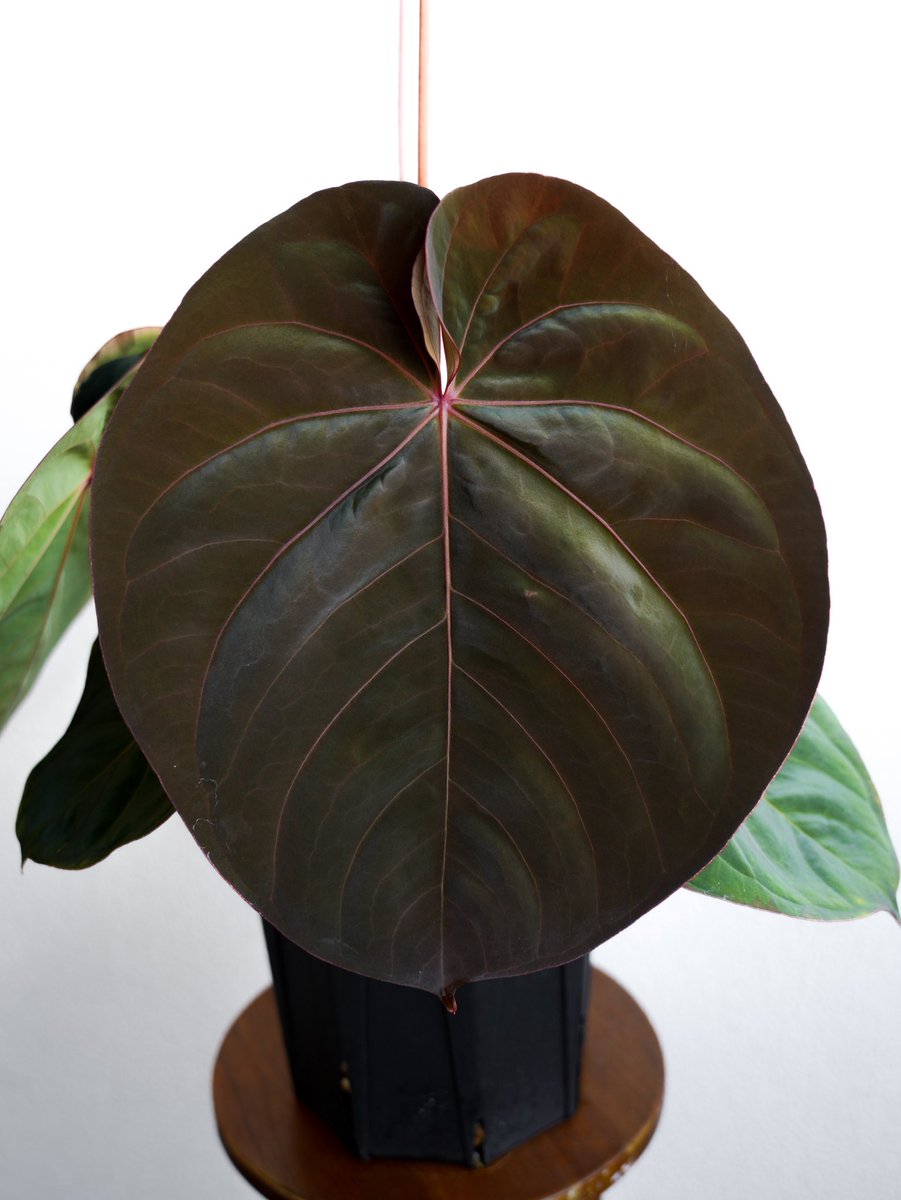 ぽん（acu's forest） (@acupom219) / Posts / X