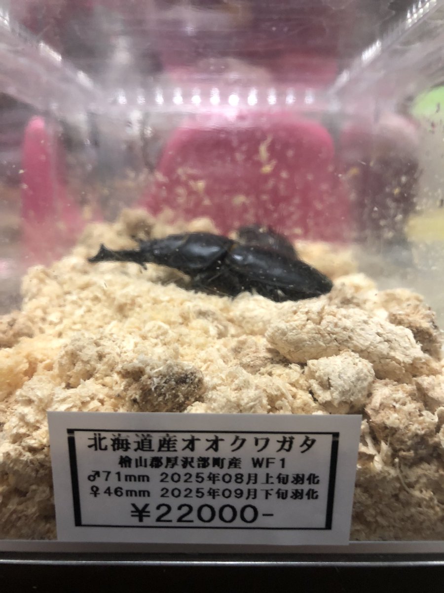 ookuwasph2001's tweet photo. 北海道産オオクワガタ
WF1ペア
1ペアのみ販売します。 https://t.co/P28TQjBigm