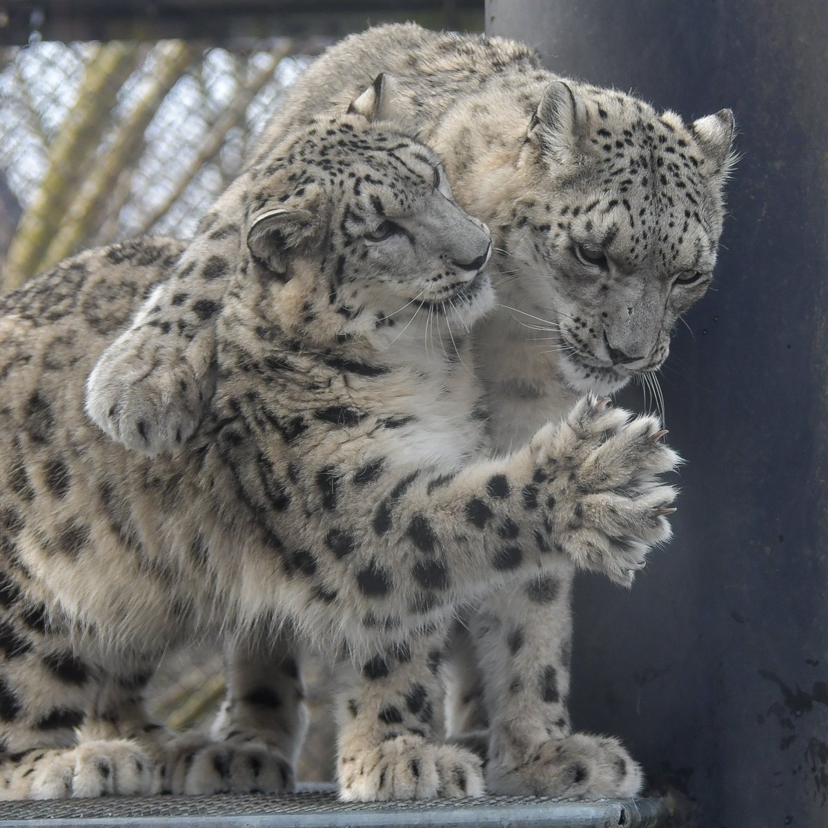 Gavin4729215220's tweet photo. ねえ、ママ見て。ほら、パー。
#大森山動物園 #ユキヒョウ #snowreopald #bigcat #アサヒ #ヒカリ https://t.co/c6gJRua7hF