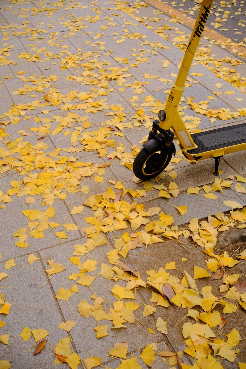 web3stu's tweet image. autumn days in the city.

gseoul 🍁