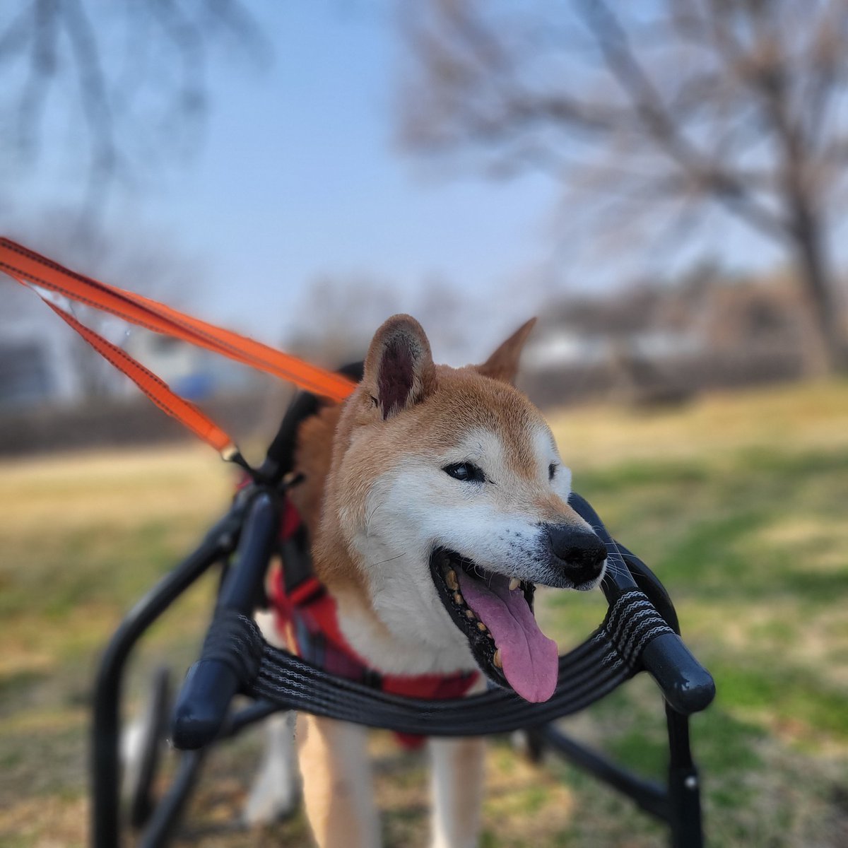 柴のティーさん (@kuu_tee_shiba) / Posts / X