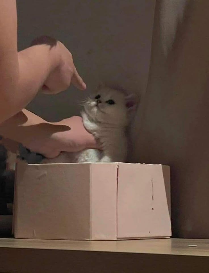 nocontextscats's tweet photo. nooo dont scold him! https://t.co/ccZo5y4ZHB