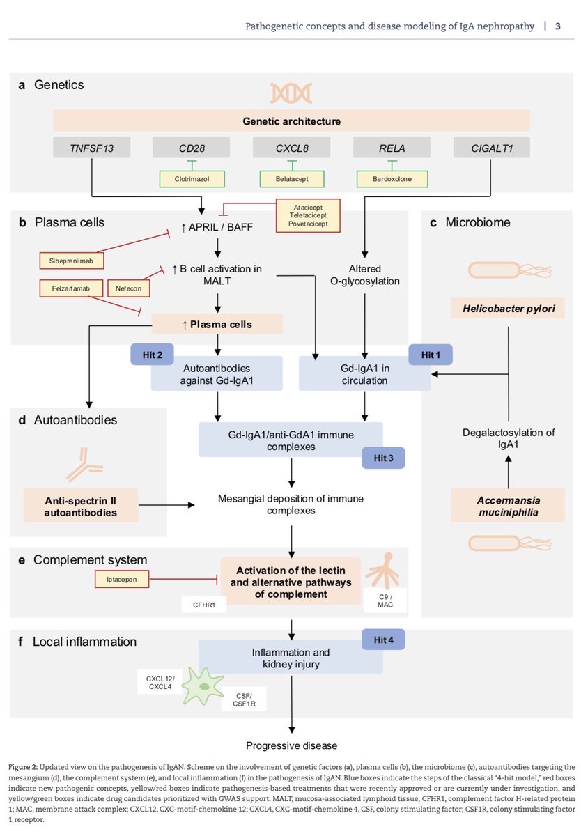 📸 Integrated model of IgA Nephropathy pathogenesis with targeted therapies 🧬🦠🫘 <a href="/CKJsocial/">CKJ</a> 

🔗 doi.org/10.1093/ckj/sf… 🆕

#IgAN #NephTwitter