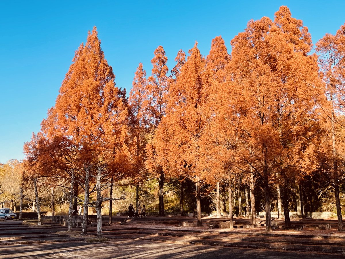 愛知県緑化センターのメタセコイア(愛知県豊田市西中山町猿田)