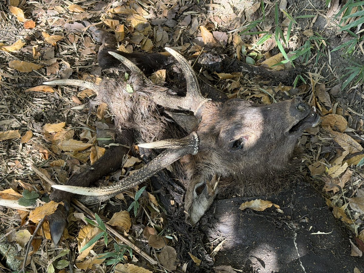 本日もレア産地を歩いていると。小さな羽音が無数するので足を止めた。

返事がない、
ただの屍のようだ。

この状態で見るのは初めて。

綺麗に分解されたら
お迎えに上がろう。