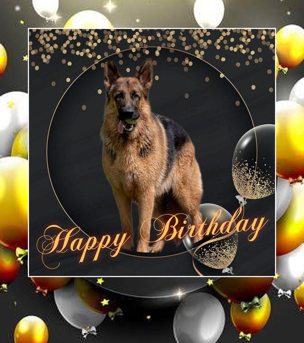 dutchdzone's tweet image. Deze knappe vent is vandaag jarig 
Hij is 5 jaar geworden  🥳🥳🥳