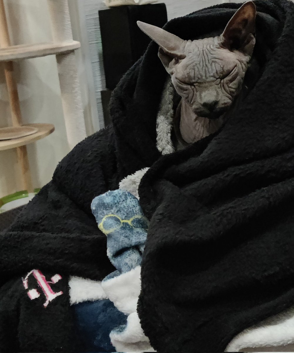 GoghCat's tweet photo. Elijah needs all the blankets. 🔥
#Caturday #blankets #snuggly #warm https://t.co/XlwlPXIzNB