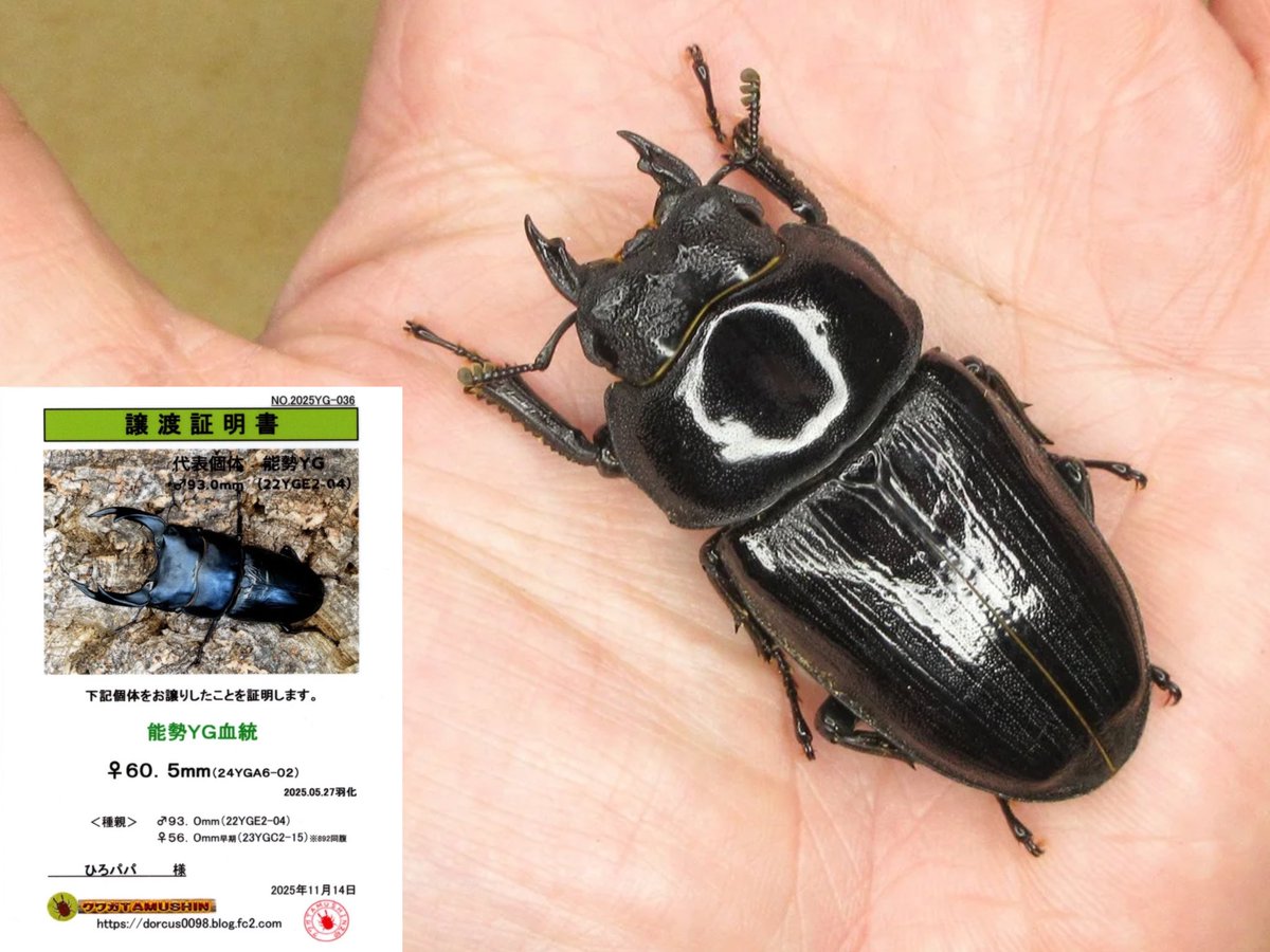 ひろとんパパさま専用⭐︎ ひろとんパパさま専用⭐︎ ひろパパ on X