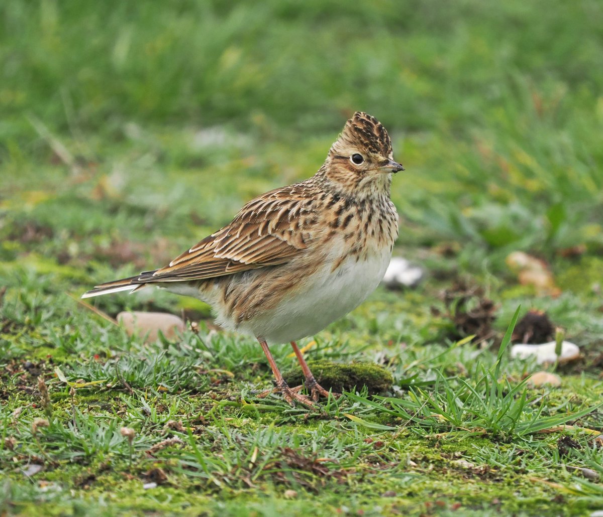 Mike Smith tweet media